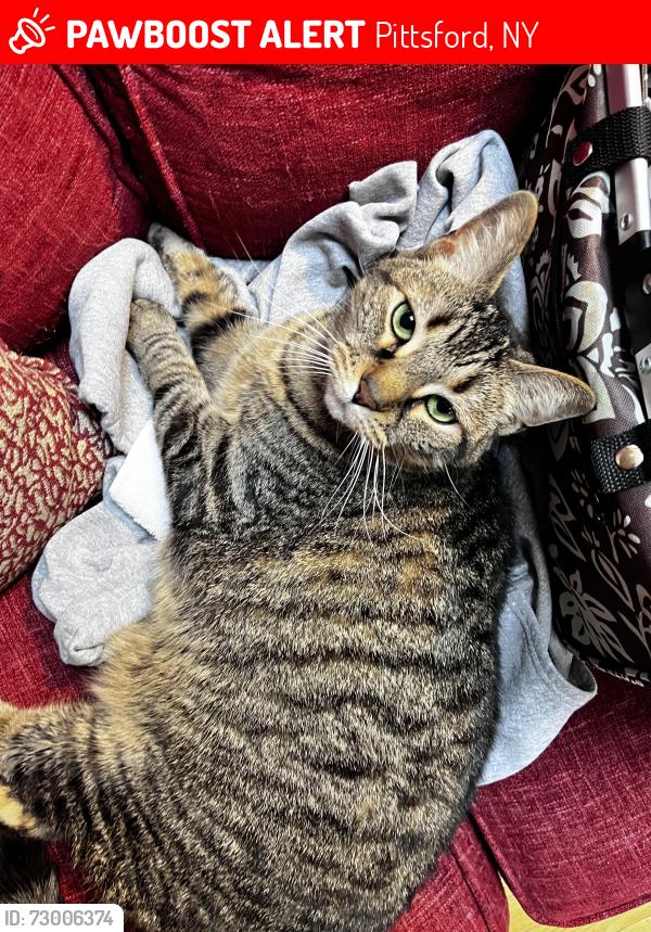 Lost Female Cat last seen Thorne and Route 96, Pittsford, NY 14534