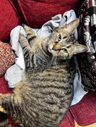 Lost Female Cat last seen Thorne and Route 96, Pittsford, NY 14534