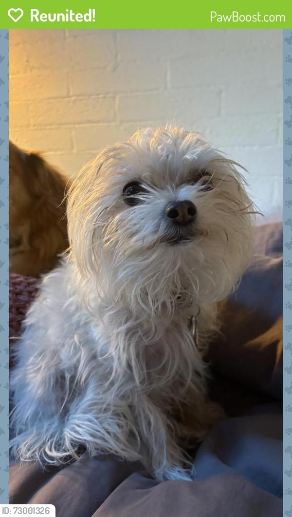 Reunited Female Dog last seen 9th st and 4th ave n, Great Falls, MT 59401