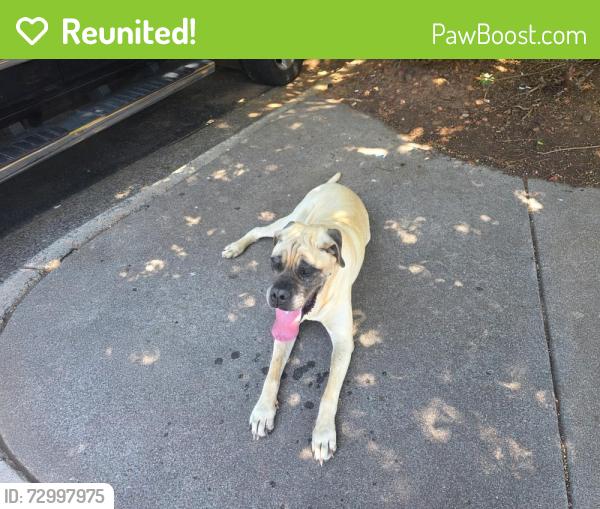 Reunited Female Dog last seen Laquntia inn and extended stay in Winston Salem North Carolina , Winston-Salem, NC 27108