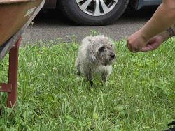 Found/Stray Male Dog last seen 30th & Arlington, Indianapolis, IN 46219