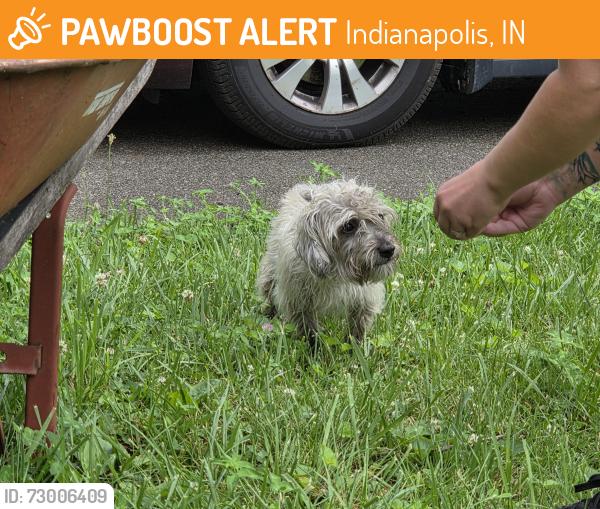 Found/Stray Male Dog last seen 30th & Arlington, Indianapolis, IN 46219
