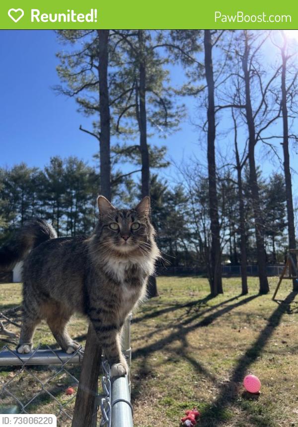 Reunited Female Cat last seen Redbud Dr, Murfreesboro, TN 37128, USA, Murfreesboro, TN 37128