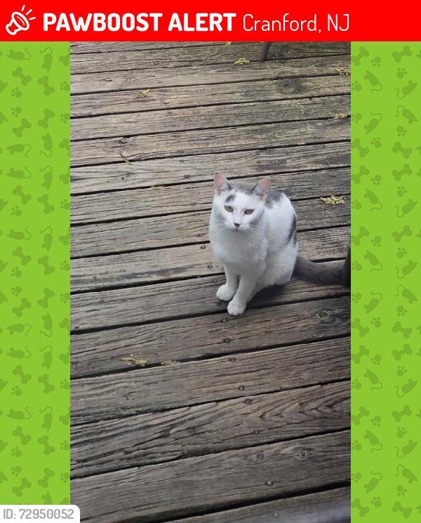 Lost Male Cat last seen Fairfield Avenue area, Cranford, NJ 07016