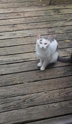 Lost Male Cat last seen Fairfield Avenue area, Cranford, NJ 07016