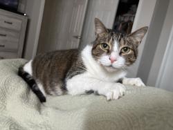 Reunited Female Cat last seen Charlotte village courthouse ests , Virginia Beach, VA 23456