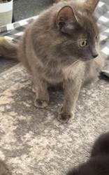 Reunited Female Cat last seen Near Macon Hwy, Watkinsville, GA 30677, USA, Watkinsville, GA 30677