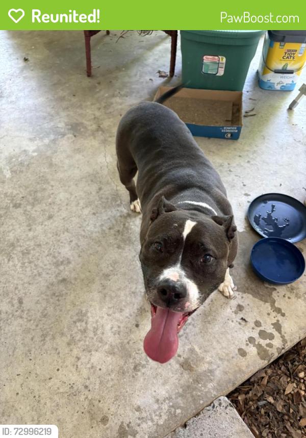 Reunited Unknown Dog last seen Kingsport Drive/Matlock Drive off of Airport Road , Dalton, GA 30721