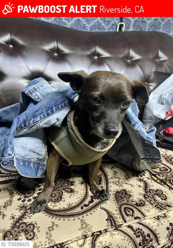 Lost Male Dog last seen Arlington , Riverside, CA 92505
