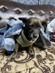 Lost Male Dog last seen Arlington , Riverside, CA 92505