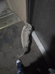 Lost Female Cat last seen Near flamingo and maryland area, Las Vegas, NV 89119