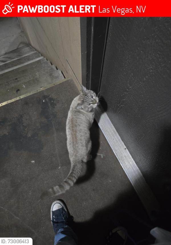 Lost Female Cat last seen Near flamingo and maryland area, Las Vegas, NV 89119