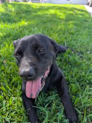 Reunited Male Dog last seen Farmington & Chipley, Greenville, SC 29605