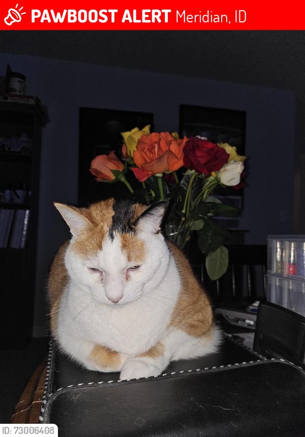 Lost Female Cat last seen Ten mile & west lost rapids by the Costco, Meridian, ID 83646