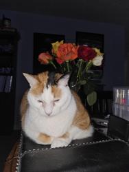Lost Female Cat last seen Ten mile & west lost rapids by the Costco, Meridian, ID 83646