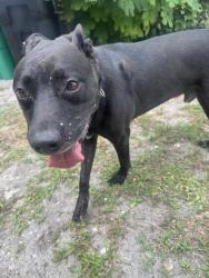 Found/Stray Male Dog last seen Savona and Santiago ave, Port St. Lucie, FL 34953