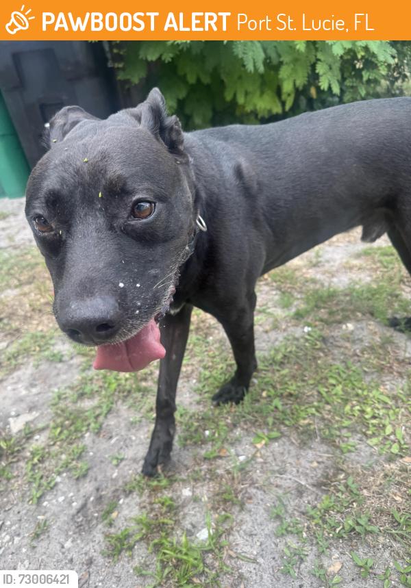 Found/Stray Male Dog last seen Savona and Santiago ave, Port St. Lucie, FL 34953