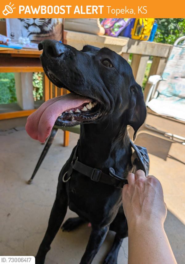 Found/Stray Male Dog last seen 12th and Fillmore Street, Topeka, KS 66604