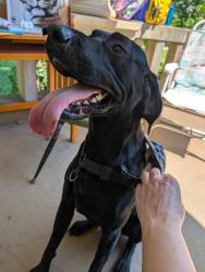 Found/Stray Male Dog last seen 12th and Fillmore Street, Topeka, KS 66604