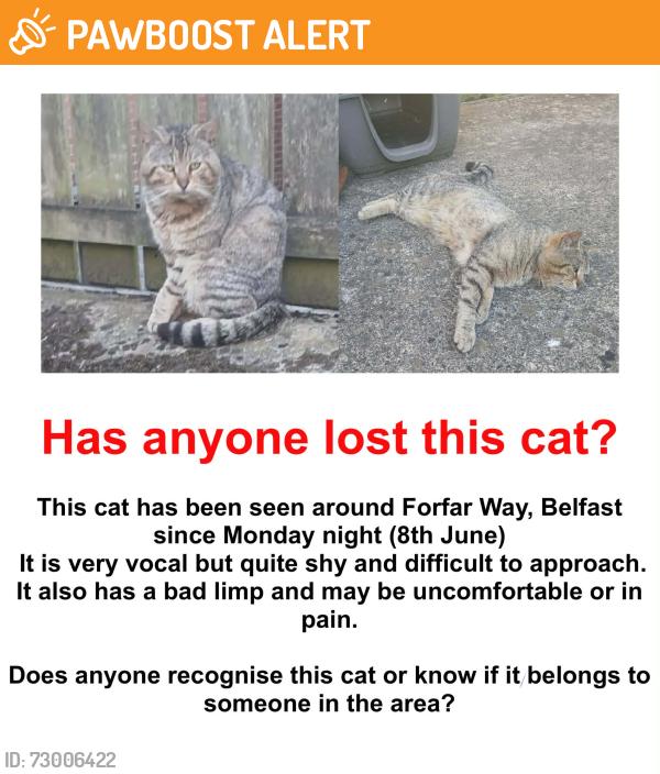 Found/Stray Unknown Cat last seen Springfield Drive/Road, Belfast, Northern Ireland BT12