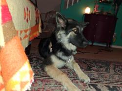 Found/Stray Male Dog last seen Mesquite hills, El Paso, TX 79934