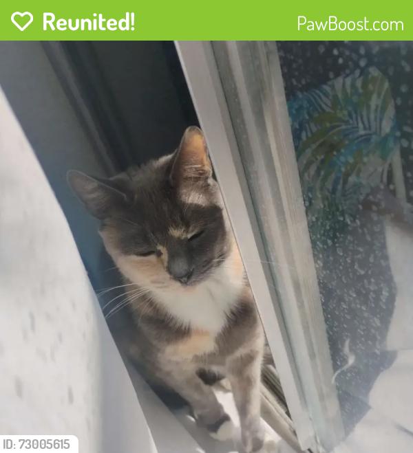 Reunited Female Cat last seen Outside of my house, Las Vegas, NV 89110