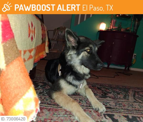 Found/Stray Male Dog last seen Mesquite hills, El Paso, TX 79934