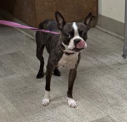 Shelter Stray Female Dog last seen Imperial Avenue, San Diego, CA, 92101, 5500 Gaines St, San Diego, CA 92110, USA