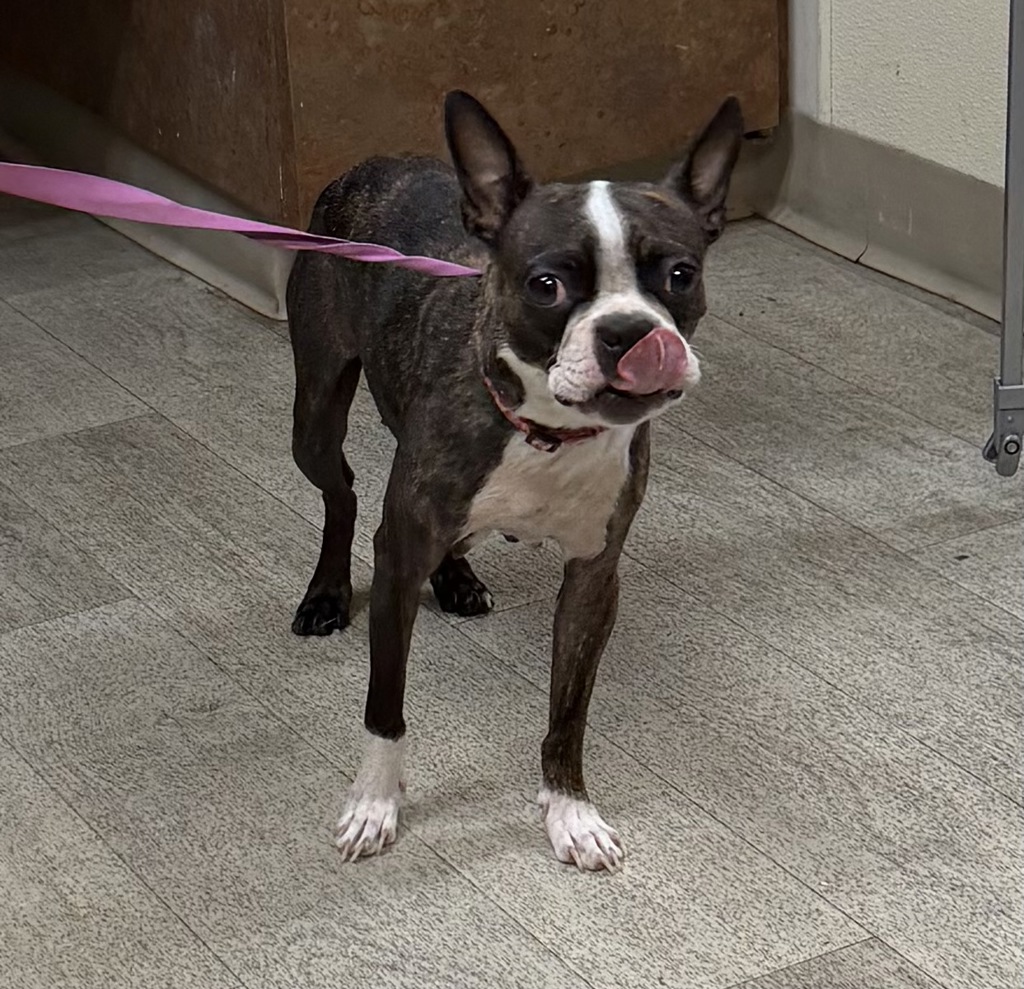 Shelter Stray Female Dog last seen Imperial Avenue, San Diego, CA, 92101, 5500 Gaines St, San Diego, CA 92110, USA