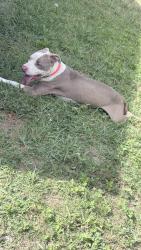 Found/Stray Male Dog last seen Near Erwin st , Greensboro, NC 27406