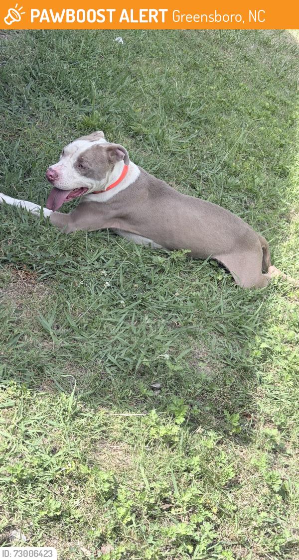 Found/Stray Male Dog last seen Near Erwin st , Greensboro, NC 27406