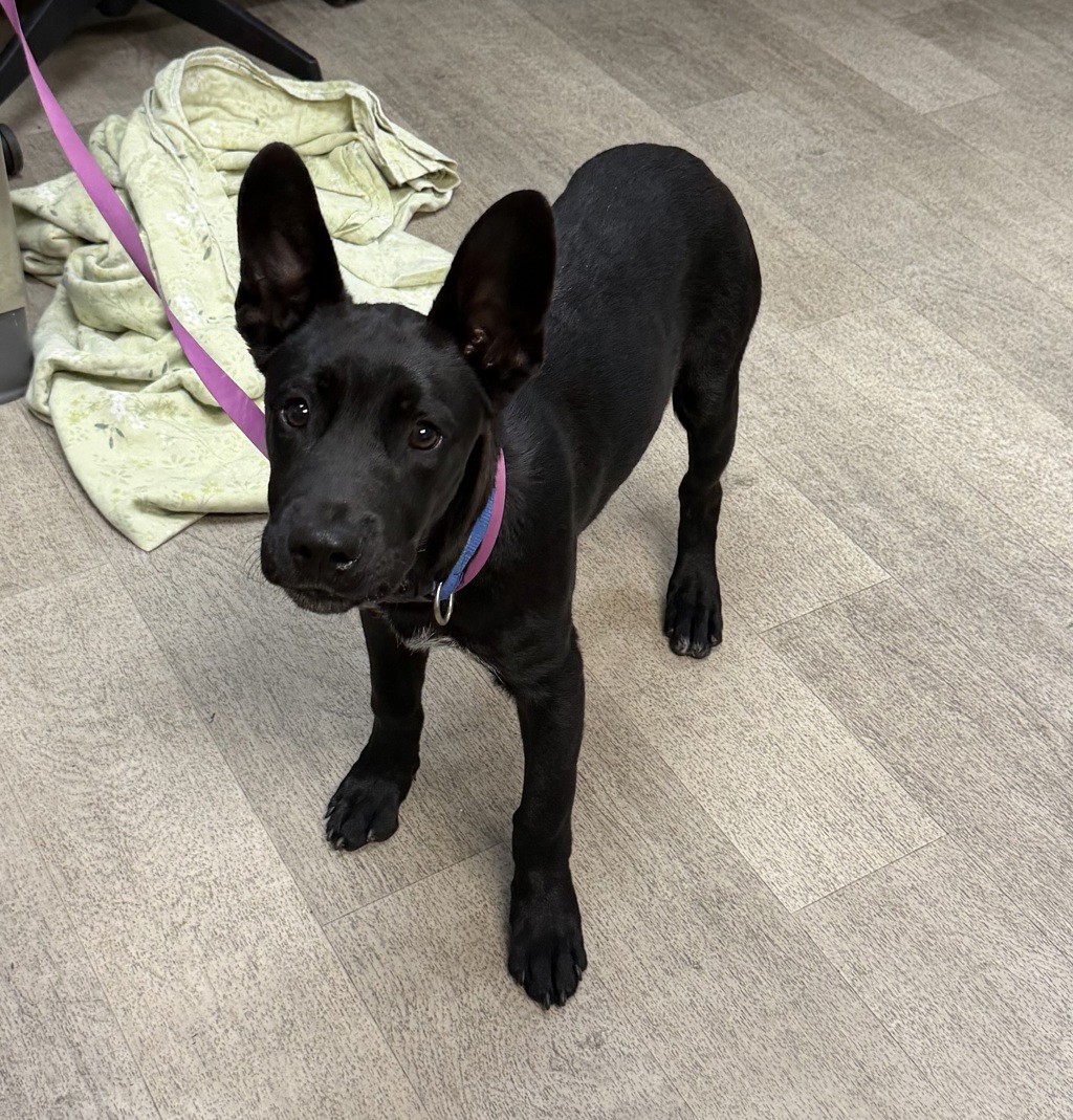 Shelter Stray Male Dog last seen Near 16th Street, San Diego, CA, 92101, 5500 Gaines St, San Diego, CA 92110, USA