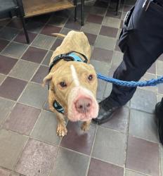 Shelter Stray Male Dog last seen Near Findlay Avenue, BRONX, NY, 10456, 326 E 110th St, New York, NY 10029, USA