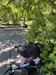 Shelter Stray Female Dog last seen Near Manhattan Avenue, BROOKLYN, NY, 11222, 326 E 110th St, New York, NY 10029, USA