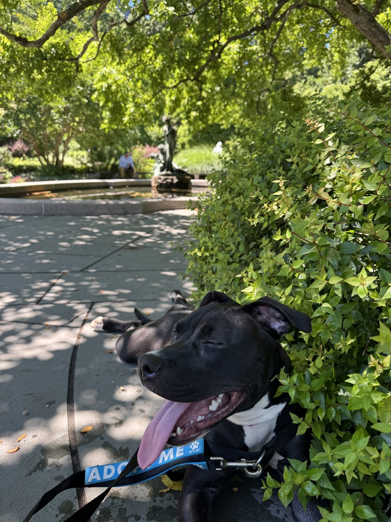 Shelter Stray Female Dog last seen Near Manhattan Avenue, BROOKLYN, NY, 11222, 326 E 110th St, New York, NY 10029, USA