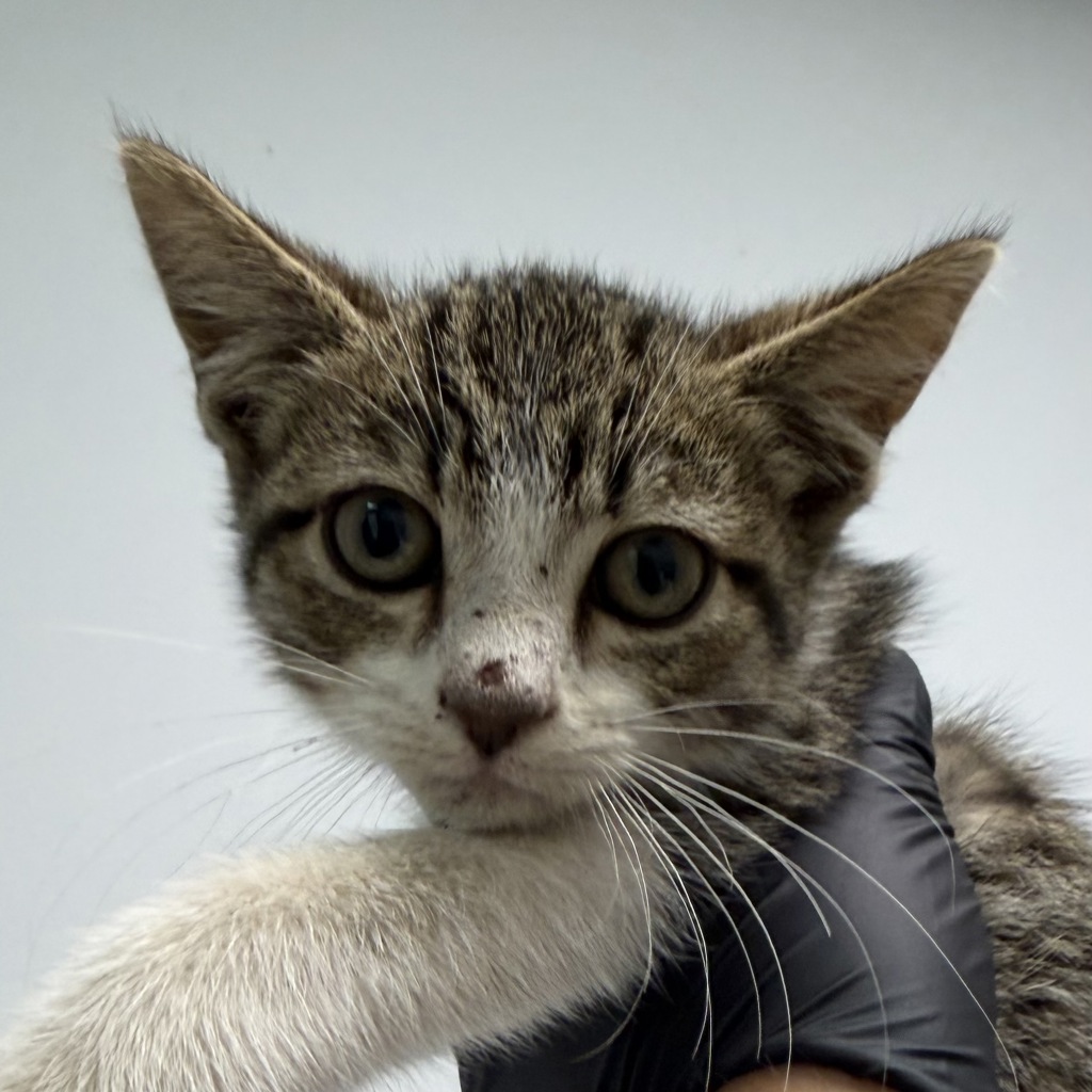Shelter Stray Male Cat last seen Near E Mission Bay, San Diego, CA, 92109, 5500 Gaines St, San Diego, CA 92110, USA