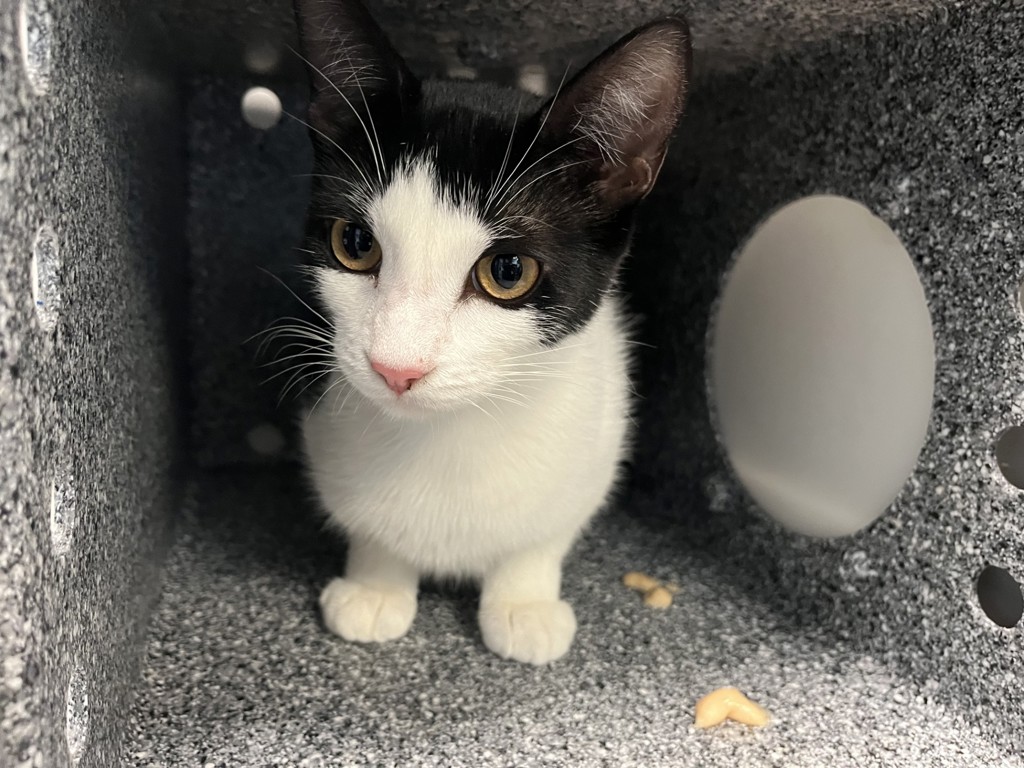 Shelter Stray Female Cat last seen found on 1st floor hallway of 217 W 62nd Street, NEW YORK, NY, 10023, 326 E 110th St, New York, NY 10029, USA
