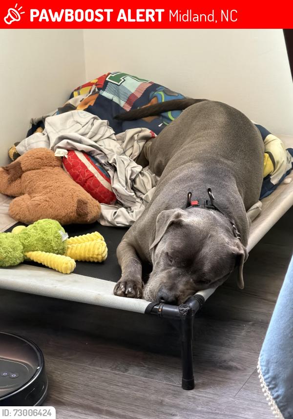 Lost Male Dog last seen Old Camden , Midland, NC 28107