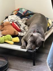 Lost Male Dog last seen Old Camden , Midland, NC 28107