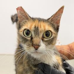 Shelter Stray Female Cat last seen Near Holabird Street, San Diego, CA, 92120, 5500 Gaines St, San Diego, CA 92110, USA