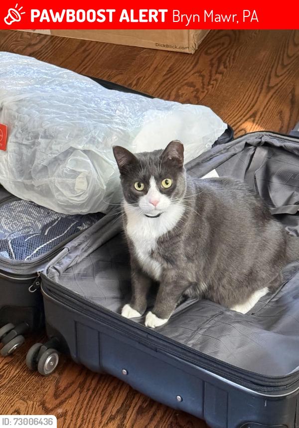 Lost Female Cat last seen Harriton Rd. and mount pleasant rd., Bryn Mawr, PA 19010