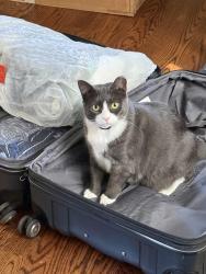 Lost Female Cat last seen Harriton Rd. and mount pleasant rd., Bryn Mawr, PA 19010