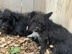 Found/Stray Unknown Dog last seen French and Hanover, Odessa, TX 79761