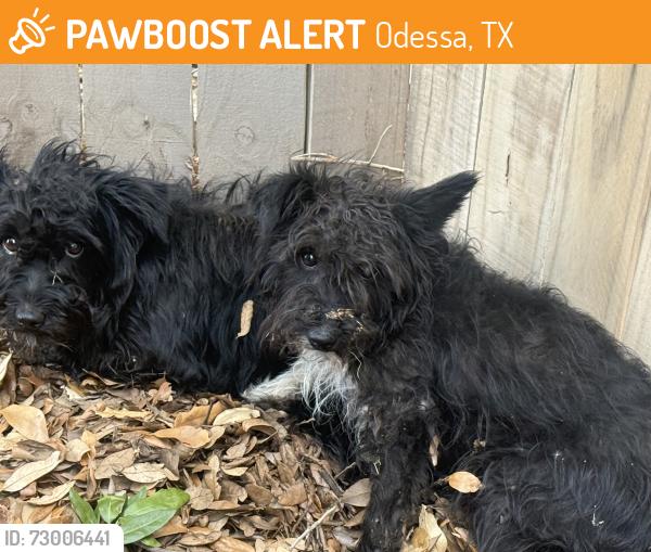 Found/Stray Unknown Dog last seen French and Hanover, Odessa, TX 79761