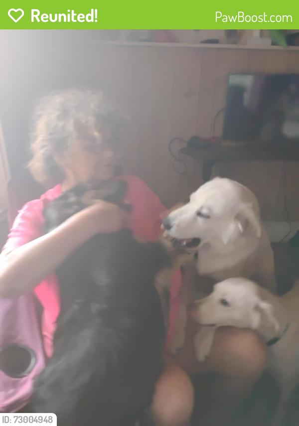 Reunited Female Dog last seen Near hayes pl NW Lenoir n.c. 28645, Lenoir, NC 28645