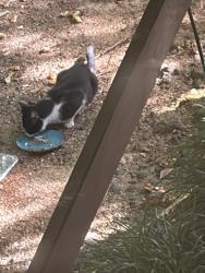 Found/Stray Unknown Cat last seen Penny Road, Cary, NC 27518