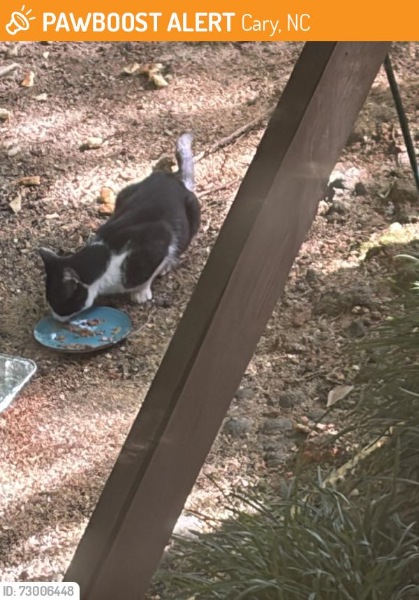 Found/Stray Unknown Cat last seen Penny Road, Cary, NC 27518