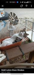 Lost Male Cat last seen Campground road, Louisville, GA 30434
