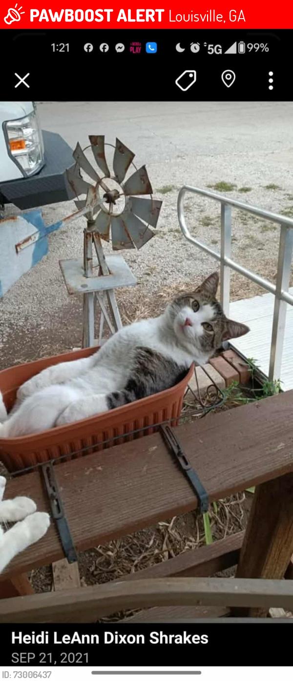Lost Male Cat last seen Campground road, Louisville, GA 30434
