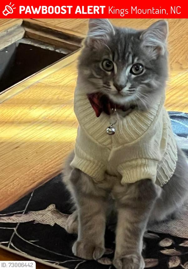Lost Male Cat last seen  Campbell rd, Kings Mountain, NC 28086